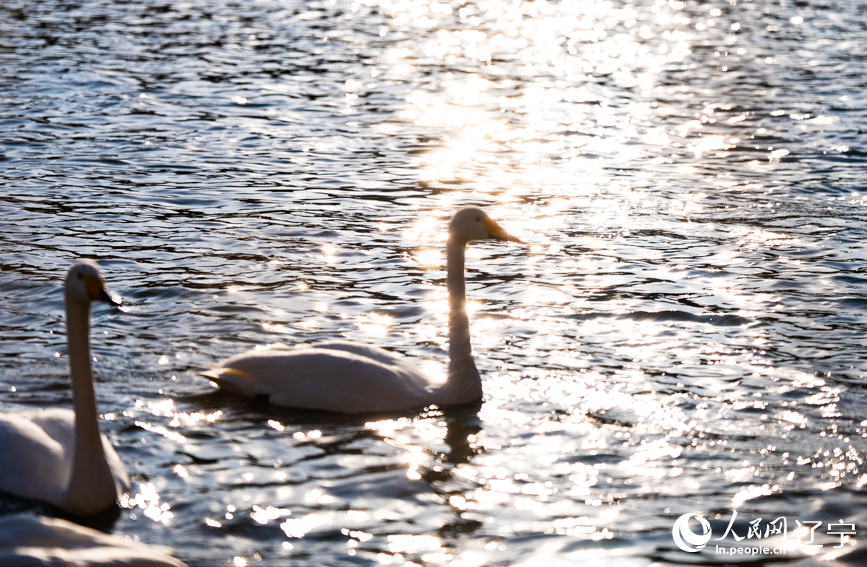 在辽宁省朝阳市北票市南八家子乡红村天鹅湾，数百只洁白天鹅游荡觅食。人民网记者 邱宇哲摄