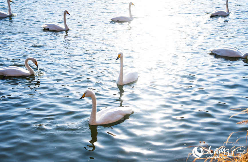 在辽宁省朝阳市北票市南八家子乡红村天鹅湾，数百只洁白天鹅游荡觅食。人民网记者 邱宇哲摄