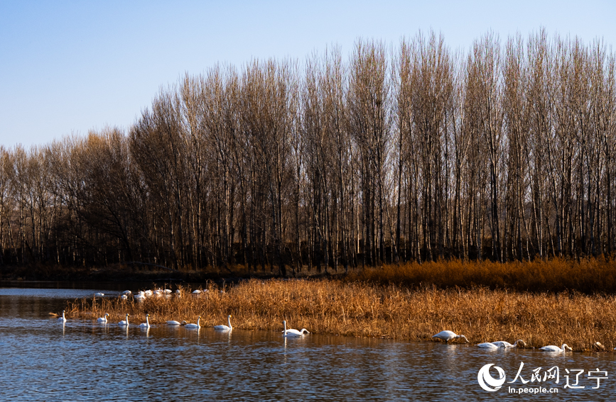 在辽宁省朝阳市北票市南八家子乡红村天鹅湾，数百只洁白天鹅游荡觅食。人民网记者 邱宇哲摄