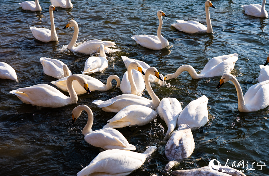 在辽宁省朝阳市北票市南八家子乡红村天鹅湾，数百只洁白天鹅游荡觅食。人民网记者 邱宇哲摄
