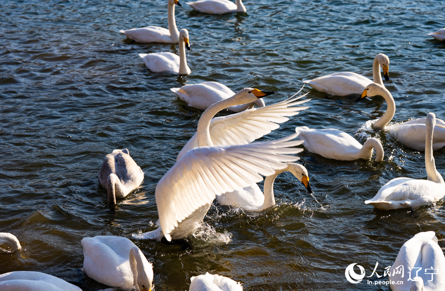 在辽宁省朝阳市北票市南八家子乡红村天鹅湾，数百只洁白天鹅游荡觅食。人民网记者 邱宇哲摄