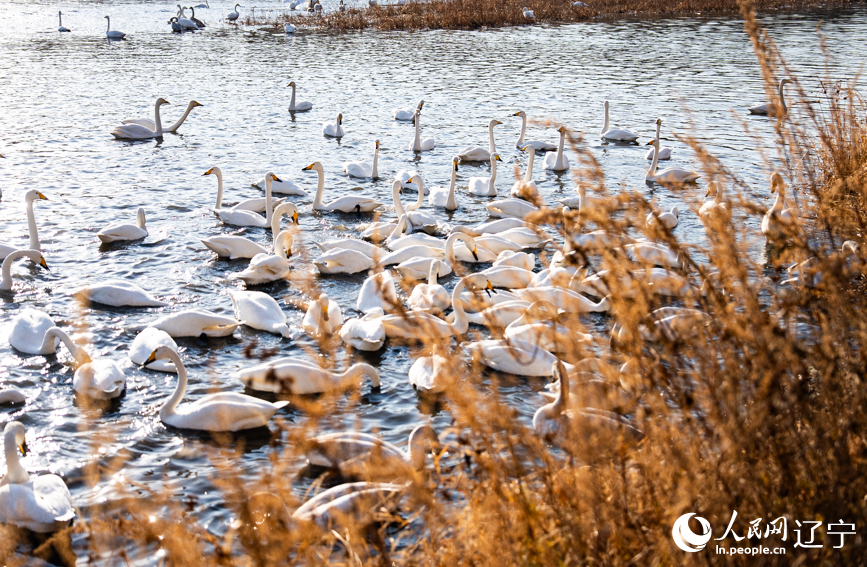 在辽宁省朝阳市北票市南八家子乡红村天鹅湾，数百只洁白天鹅游荡觅食。人民网记者 邱宇哲摄