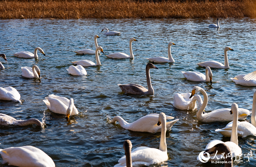 在辽宁省朝阳市北票市南八家子乡红村天鹅湾，绵延数公里的洁白天鹅游荡觅食。人民网记者 邱宇哲摄