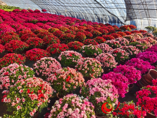 温室大棚里花蕾饱满的杜鹃花。人民网记者 王斯文摄