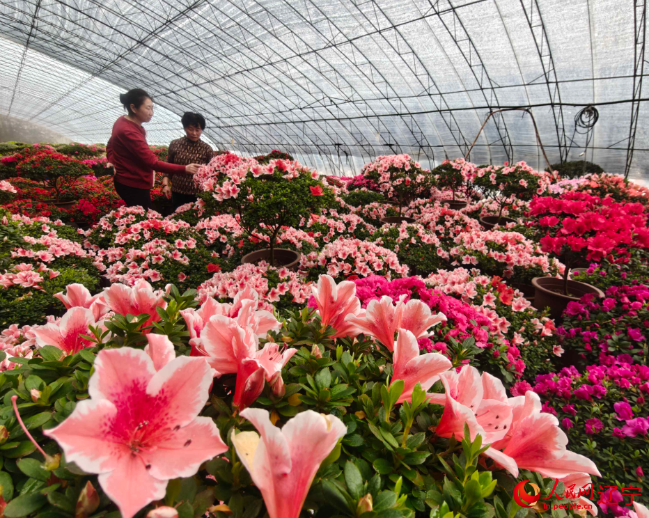 花农们交流种植心得。人民网记者 王斯文摄