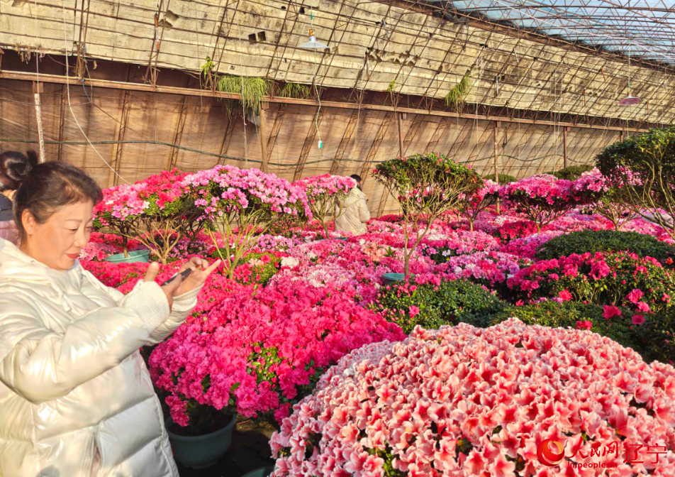 花农在大棚里拍视频推广杜鹃花。人民网记者 王斯文摄