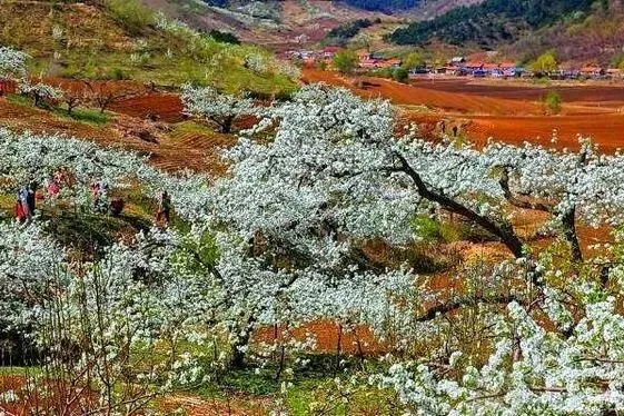 繁花为裳、非遗为脉，共绘辽宁春景