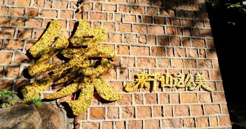 属于你的秋日浪漫盛宴！2025千山银杏节来啦！