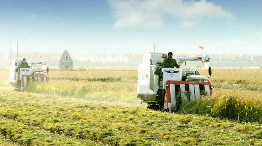 沈阳新民市预计今年粮食总产量23亿斤！