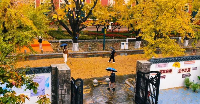 丹东百年银杏大道静候八方来客