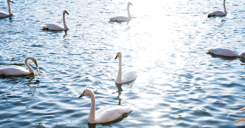 辽宁朝阳：冬日限定白天鹅已到位，速来观赏