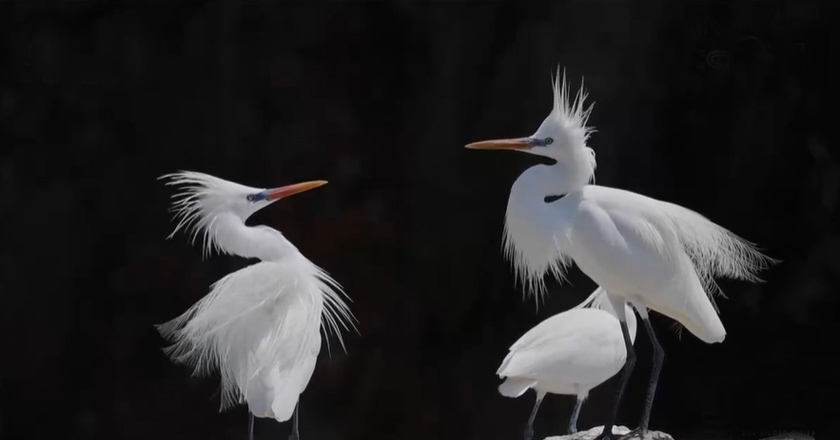 央视《远方的家》丨宝藏之城——群岛秘境 生态宝库 中国黄嘴白鹭之乡