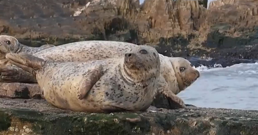 新华社丨辽宁：专业救助、人工繁育、野化放归 让斑海豹野外家族“枝繁叶茂”