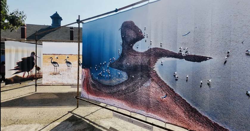 “共同的天空”——首届辽宁鸟类生态影像展在丹东启幕